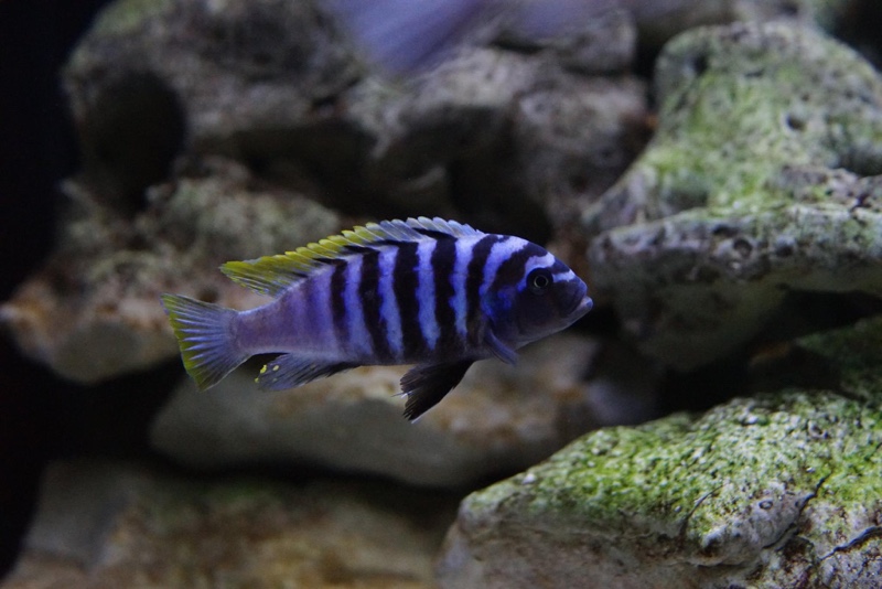 Cynotilapia zebroides 'Mbenji Island'